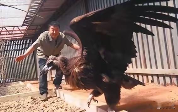 2013年，辽宁沈阳周海翔救下一只中毒濒死的秃鹫，放生3次失败后，秃鹫却做出了一