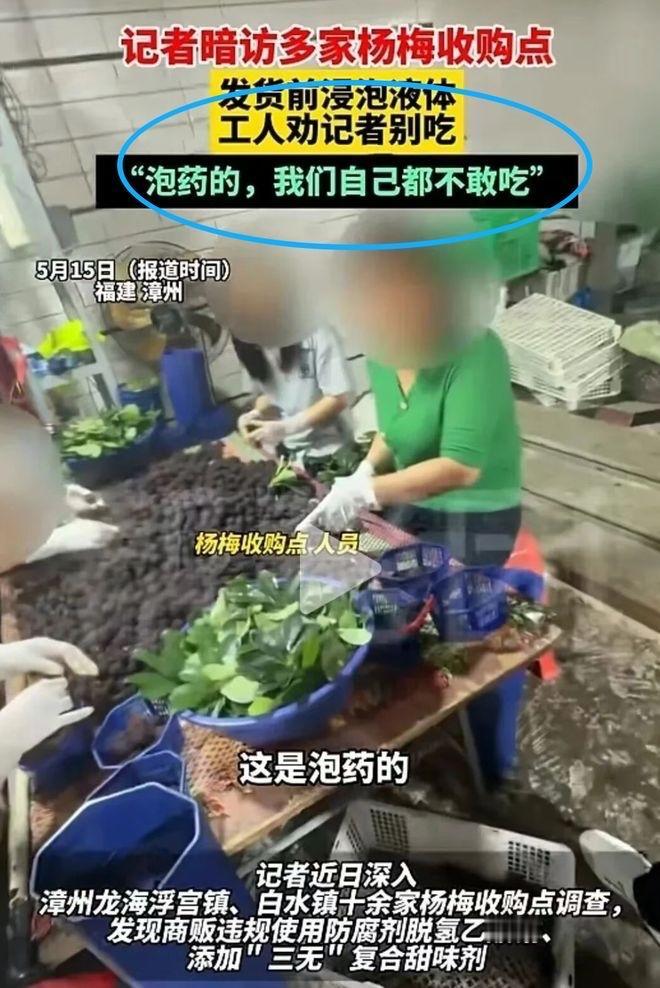 杨梅泡药不泡药，
我们根本不知道。
所以今年不敢吃，
就怕其中有狠料。
谁也不用