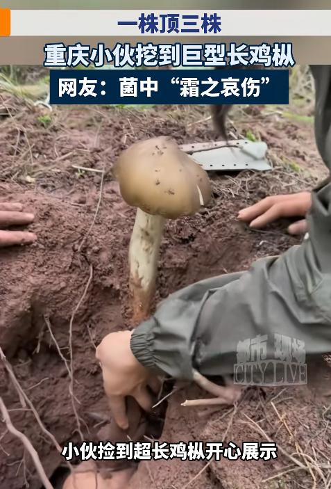天降横财！重庆一小伙上山游玩时，意外发现了一根超大的鸡枞菌，长度几乎和自己的小臂
