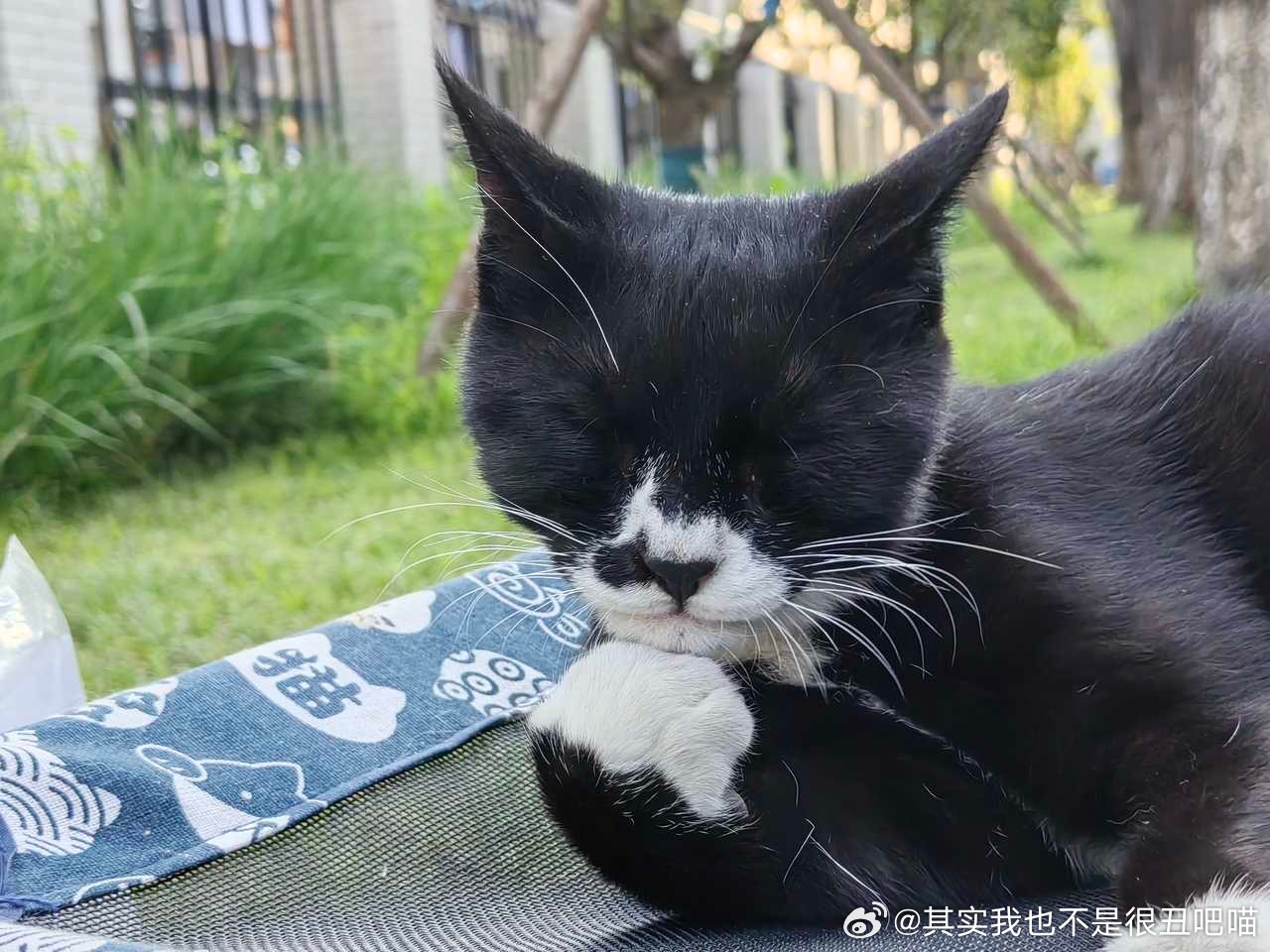 49926【丑猫】思考者 
