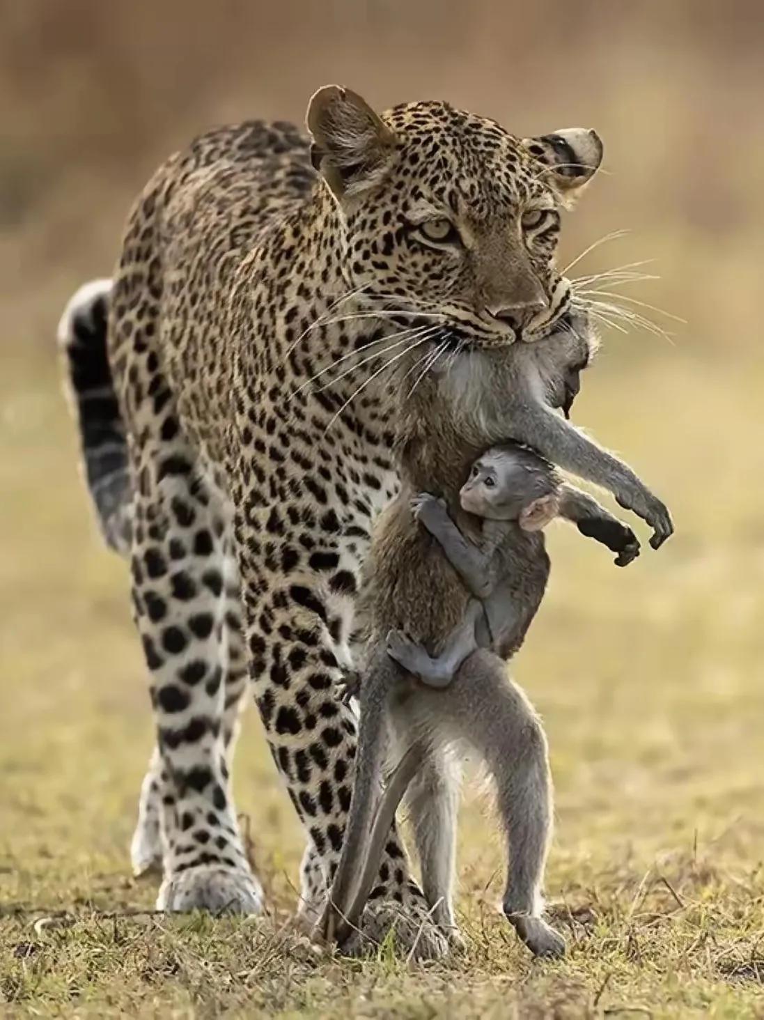 按理说，热点一阵风，可关于刀郎或云朵的热度，持续一个月仍然高烧不退。如今，界面上