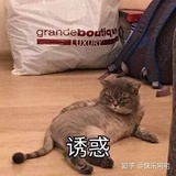 夏芽热读科技