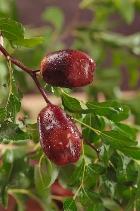 灵武长红枣很适合制成干枣。它是宁夏灵武市的特产，拥有1300年的栽培历史。其果实