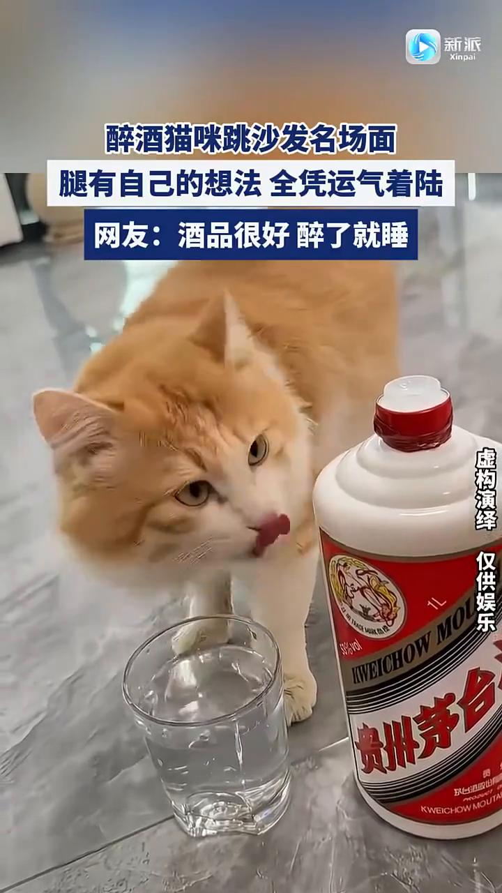 醉酒猫咪跳沙发名场面，腿有自己的想法全凭运气着陆。
网友：酒品很好，醉了就睡。