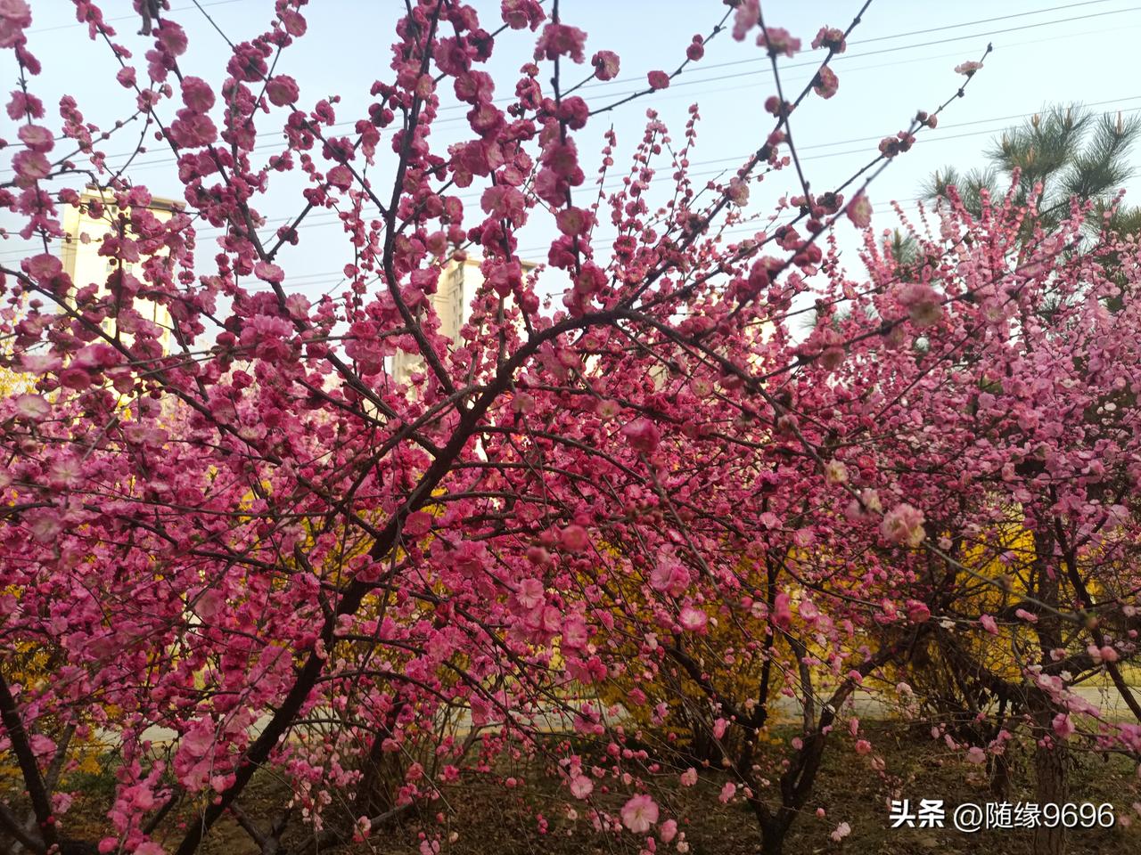 顺手拍张了几张照片，发现一个有趣的现象，桃花是先开花，后长叶，好奇怪呀，这就是大