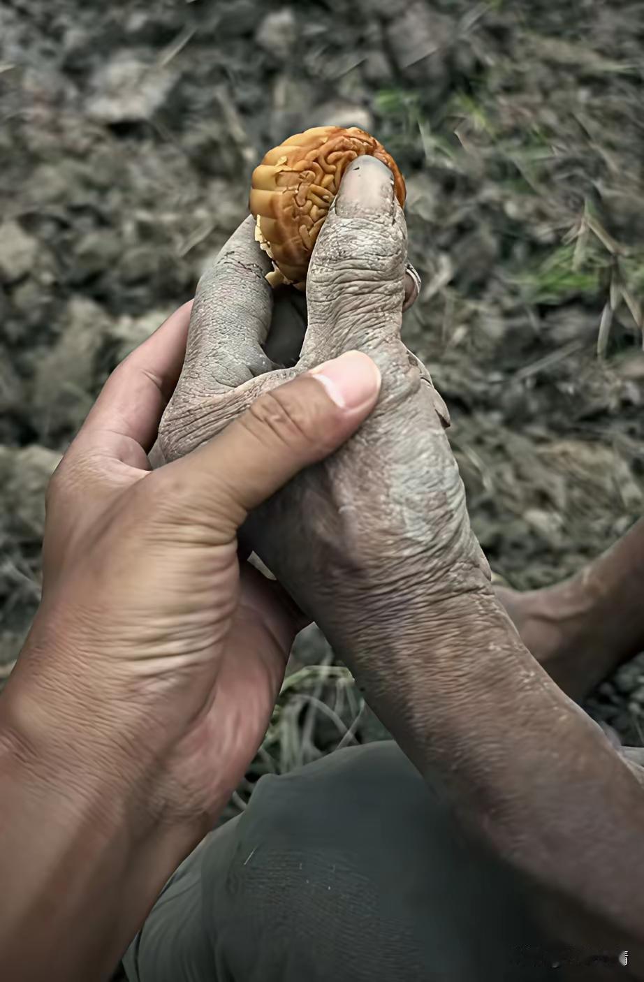 这双手，看了谁不心疼！
 
满是老茧、皲裂粗糙，却紧紧攥着一颗饱满的作物，这是农