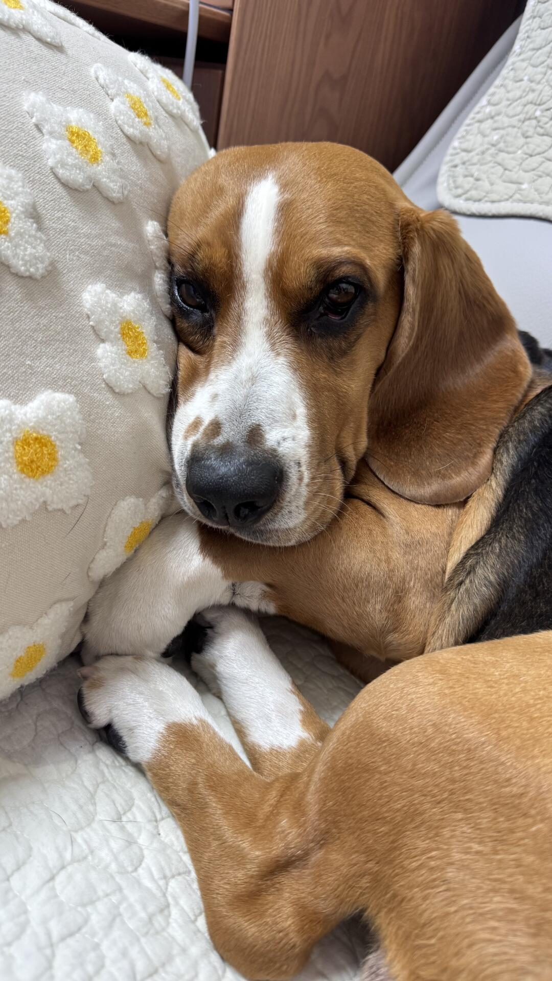 布鲁酱：好困好困