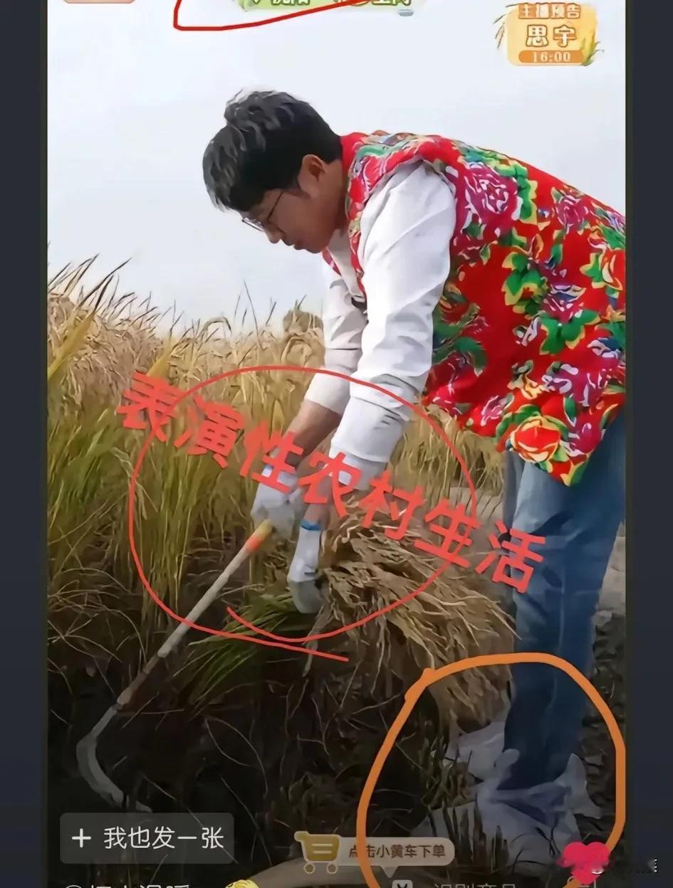 天权太冤了，
本来没有下地割稻子的环节，
为了大家更好的观看体验，
明明临时提议