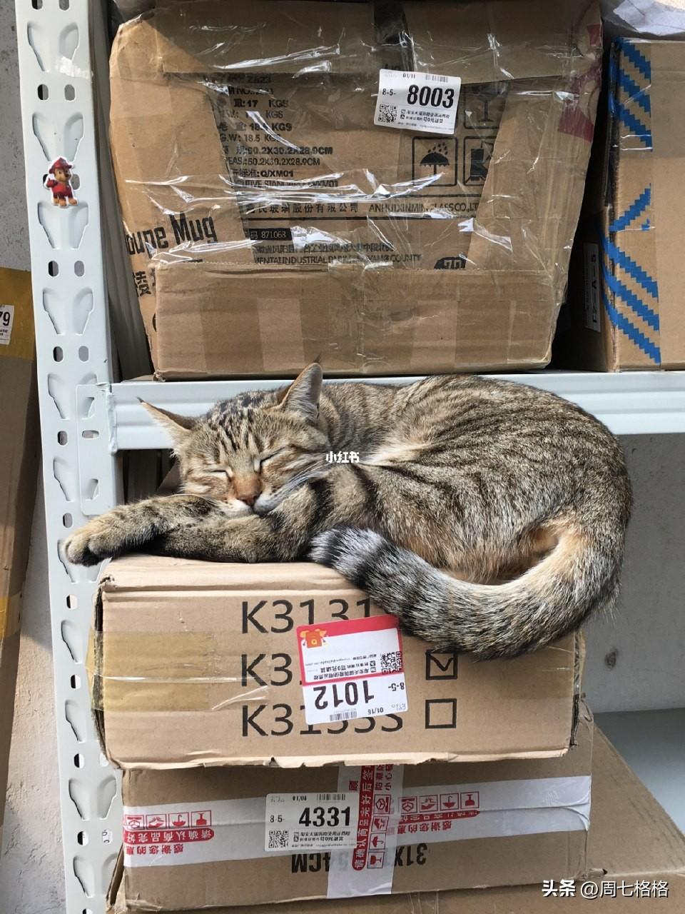 快递驿站的猫猫员工在认真工作防止丢件