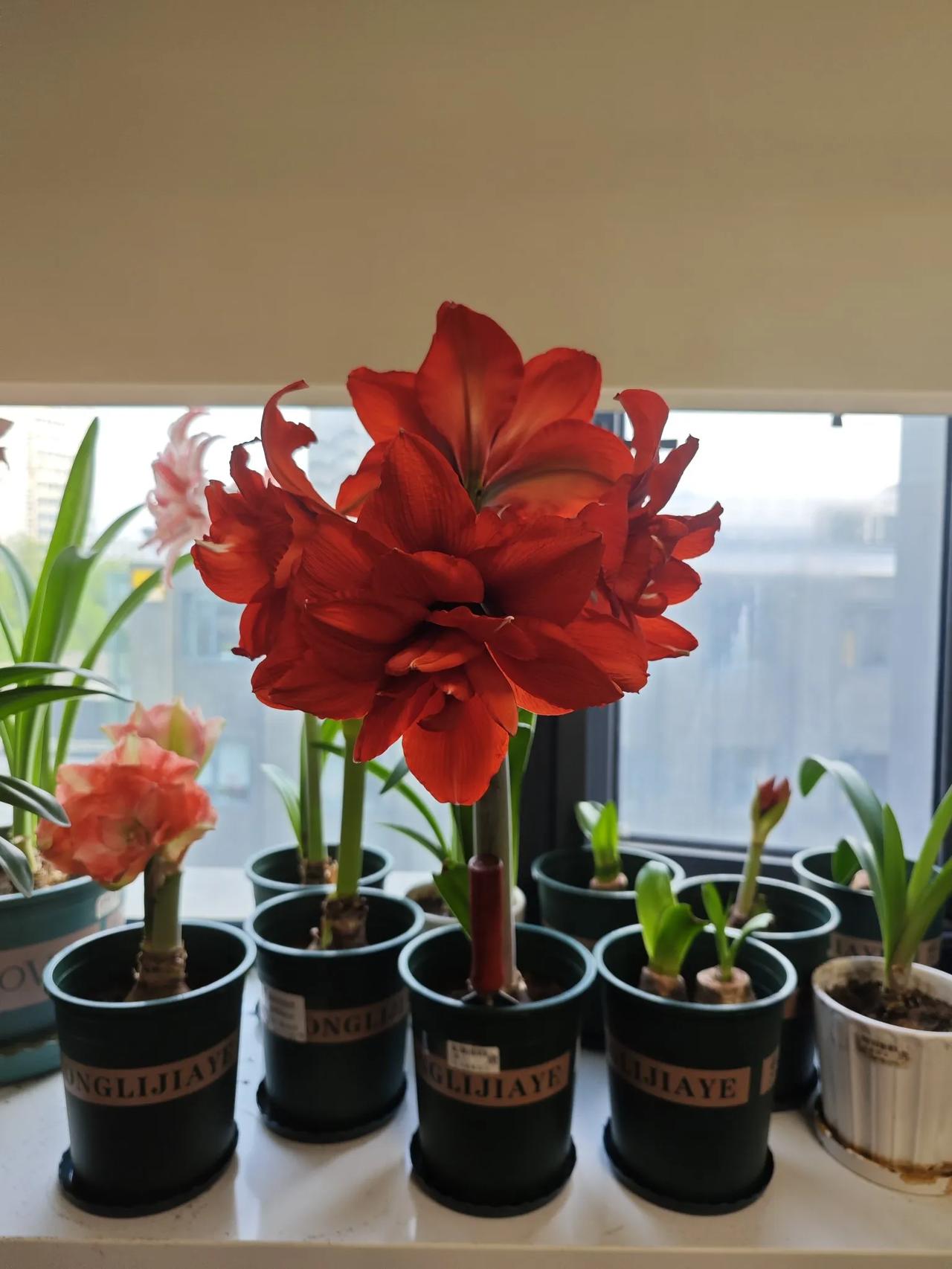 这是我养的一盆朱顶红，品种叫国王。
花色暗红，花瓣很大。而且还是重瓣，有4个花瓣