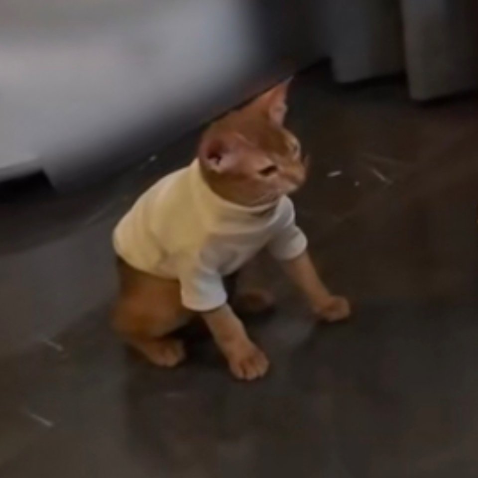 小十一的这个雷霆蹲姿原来是跟它爸学的哈哈哈哈哈哈梓渝