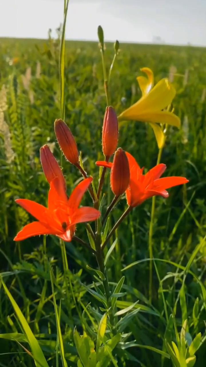 《草原的花儿开了吗》。
草原的花儿开了吗？多么期待昨目的重现。多么期待昨目的重现