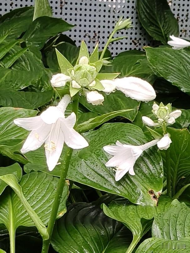 傍晚一场大雨过后，空气格外洁净。

我漫步在公园的小路上，一阵浓郁的花香裹挟着湿