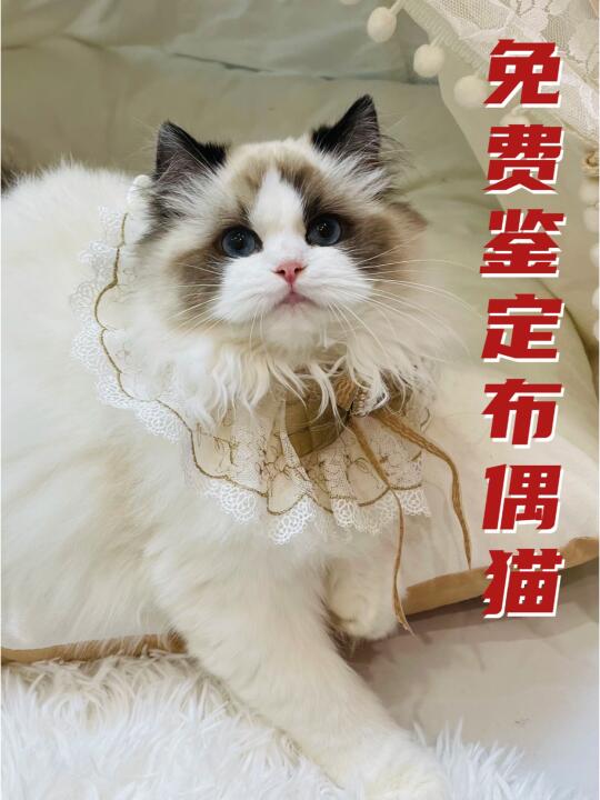 免费鉴定布偶猫，看品相，估价格，教养护！