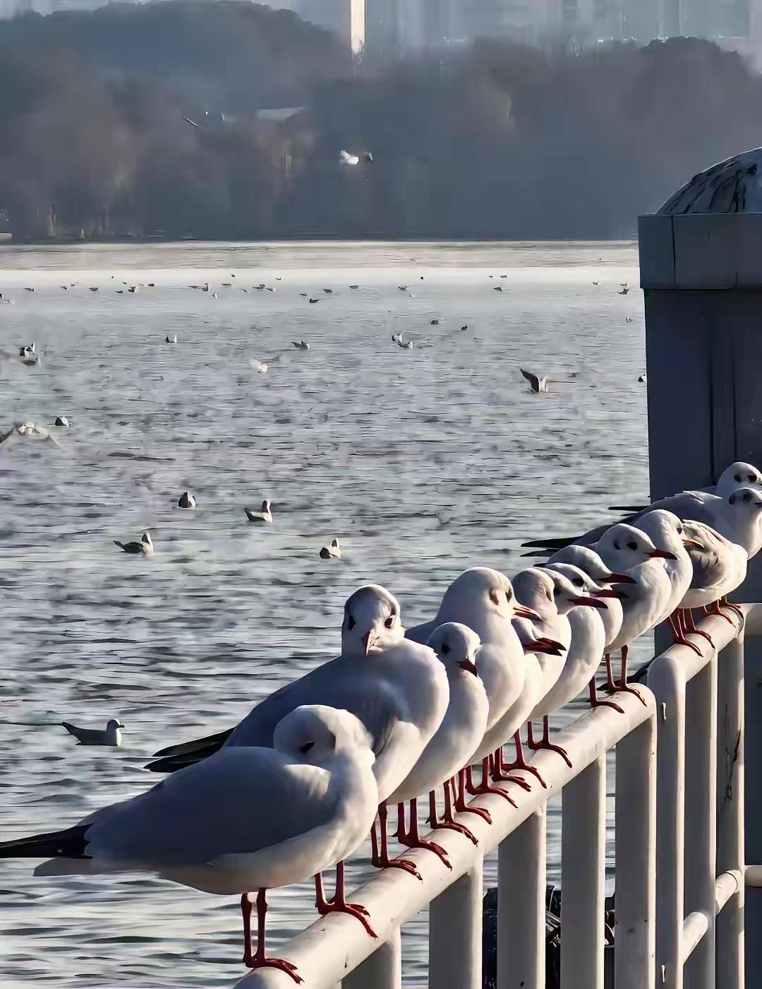无锡蠡湖摩天轮下面的这些红嘴鸥也不怕人了，吃得圆圆的，同样好可爱的小精灵些。看来