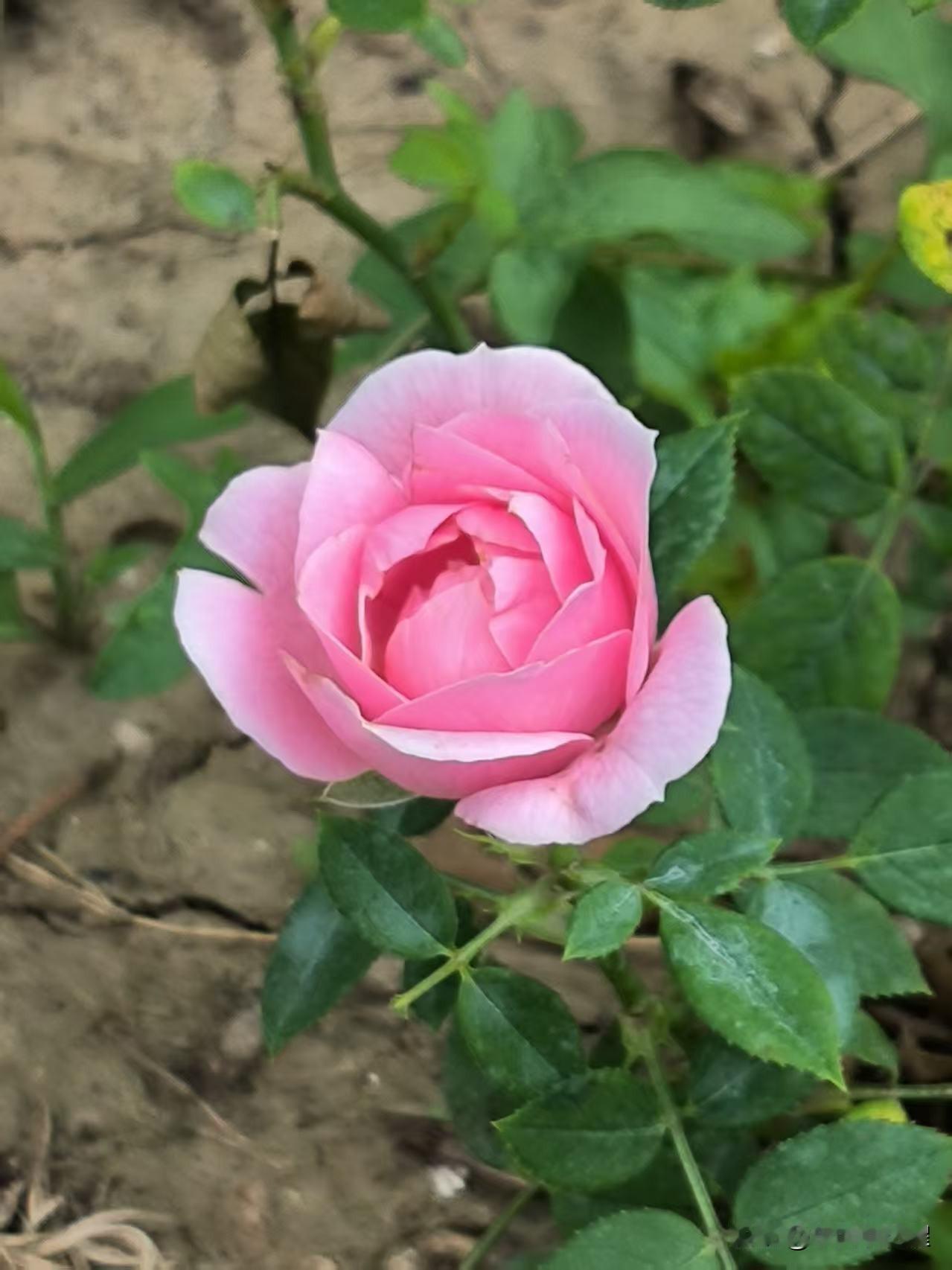 走进胜春园，被这满园盛开的月季花吸引。剪枝后二次绽放的花朵，越开越旺，花色齐全，