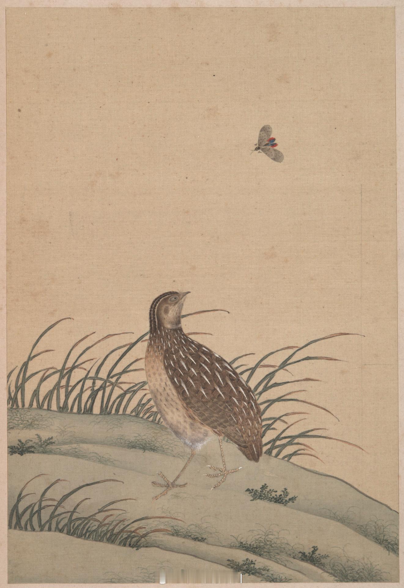 清 陈枚 花鸟图册 十二开尺寸：17 x 11.8 cm来源：美国 耶鲁大学美术