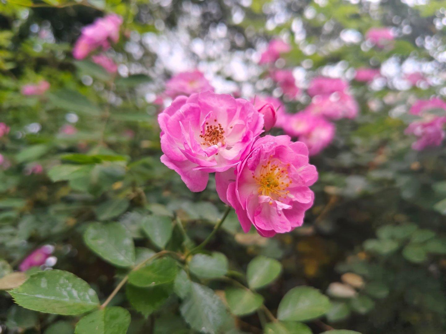 夏花嫣灿终谢秋叶替更无悔青春易去难回旭日新升不旧青春环游记青春爱运动