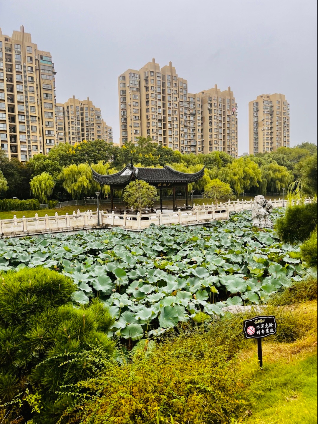 出淤泥而不染 濯清涟而不妖！夏天都快过完了，我才拍了一次荷叶荷花🪷#亿点曝光计