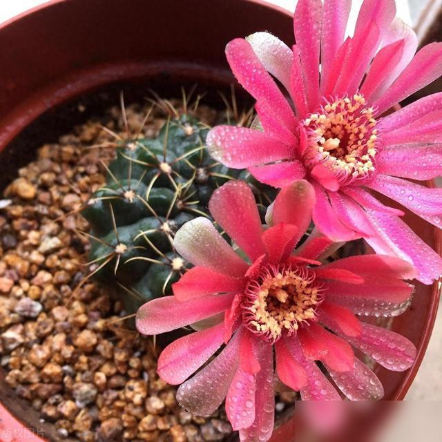 谁懂啊！最近刷到好多花友晒绯花玉爆花的图，直接戳中我养花的瘾！小球种下去没俩月，