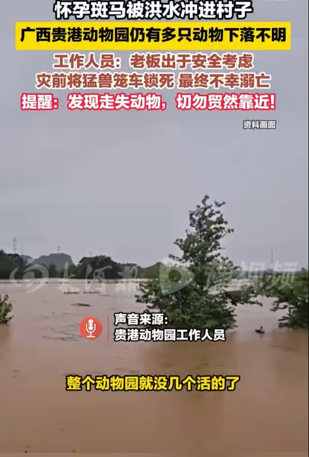 动物园灾前将猛兽锁死致多只溺亡天灾面前尽是无奈与遗憾，提前加固锁死的猛兽笼舍，隔