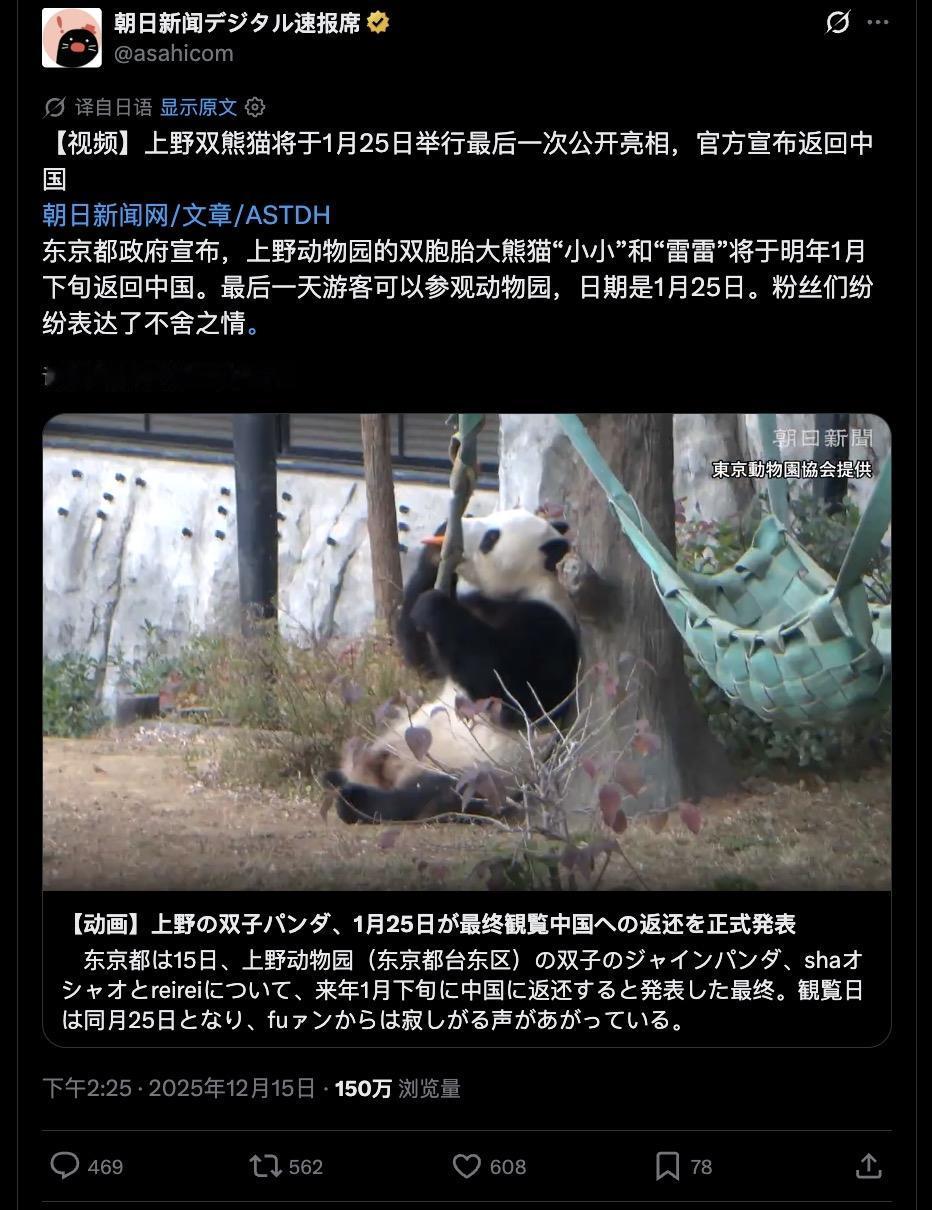 日本民众：“我不想要’破坏和平’的高市，但我想要熊猫”。

日本两只大熊猫即将在