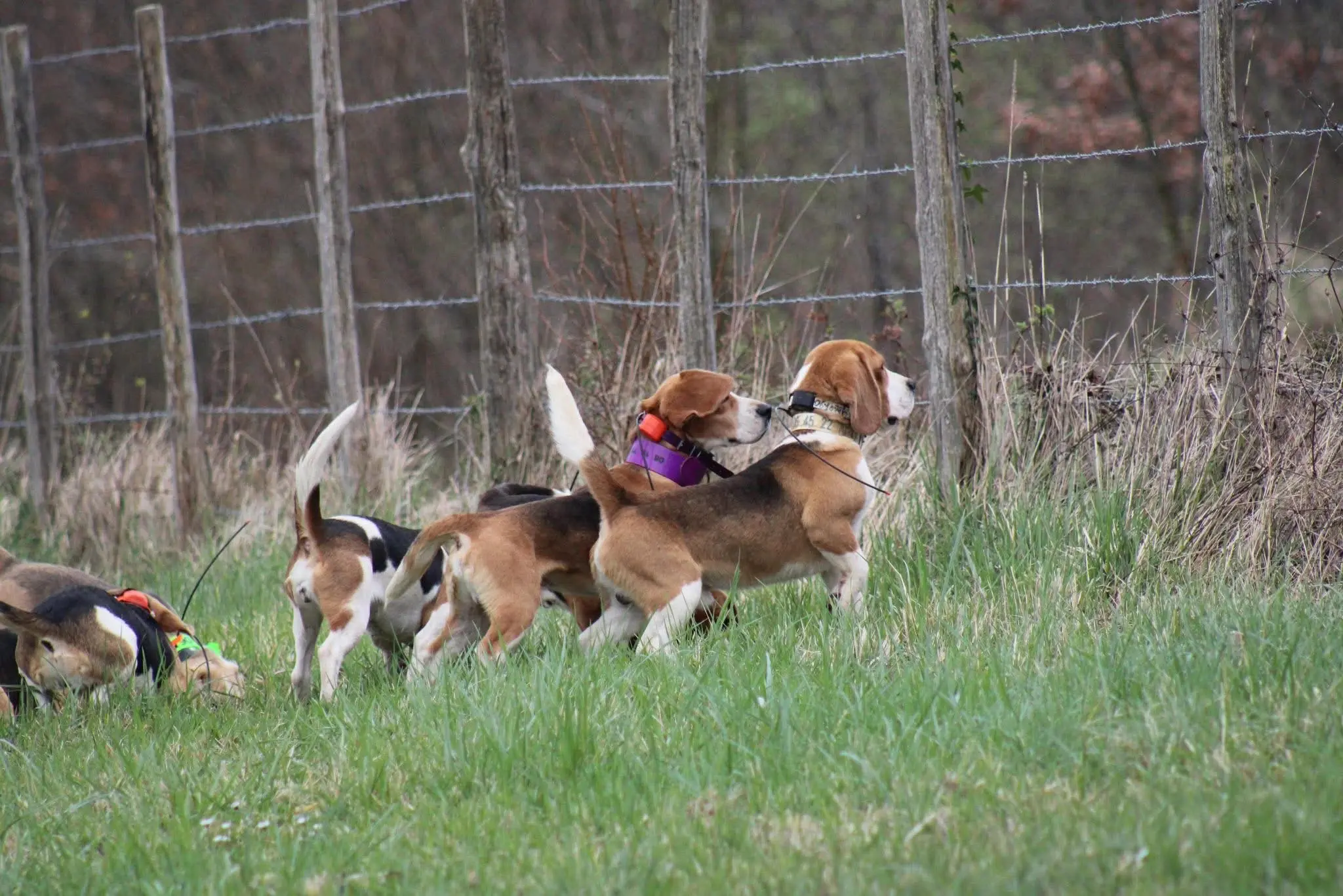Beagle