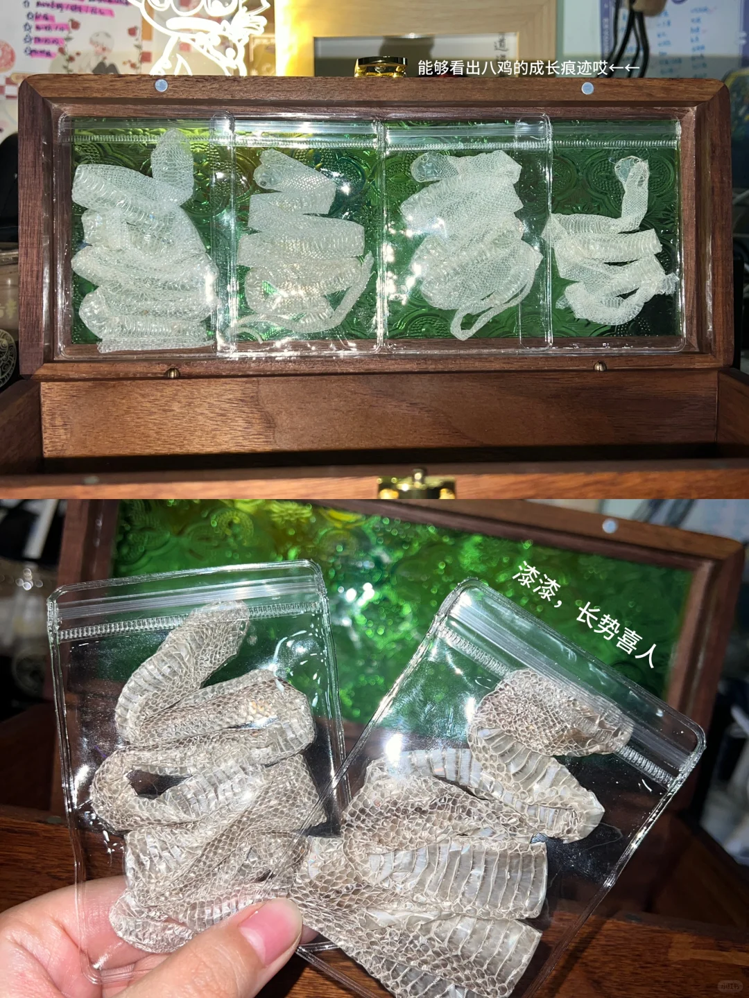 感觉自己找到了最适合装蛇蜕的小木盒！