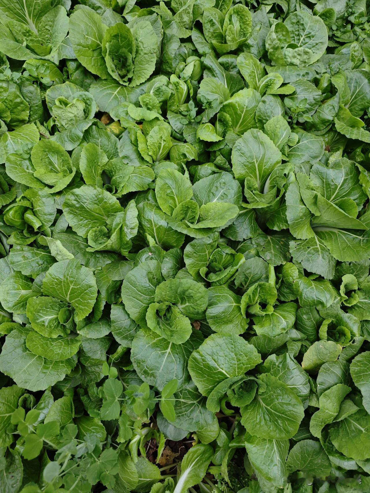 公婆回老家也就三个月时间
回来种地田里的蔬菜长的太好了，有小白菜，上海青，菠菜，