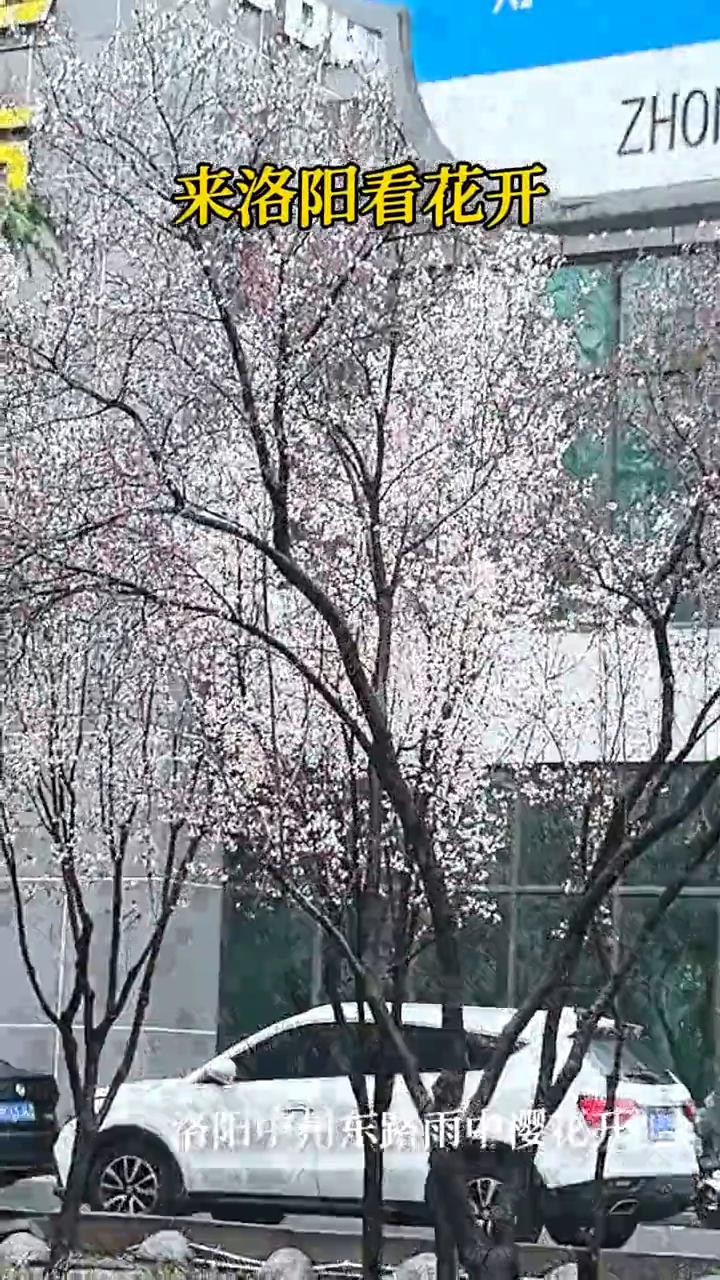 来洛阳看花开，洛阳中州东路雨中樱花开。