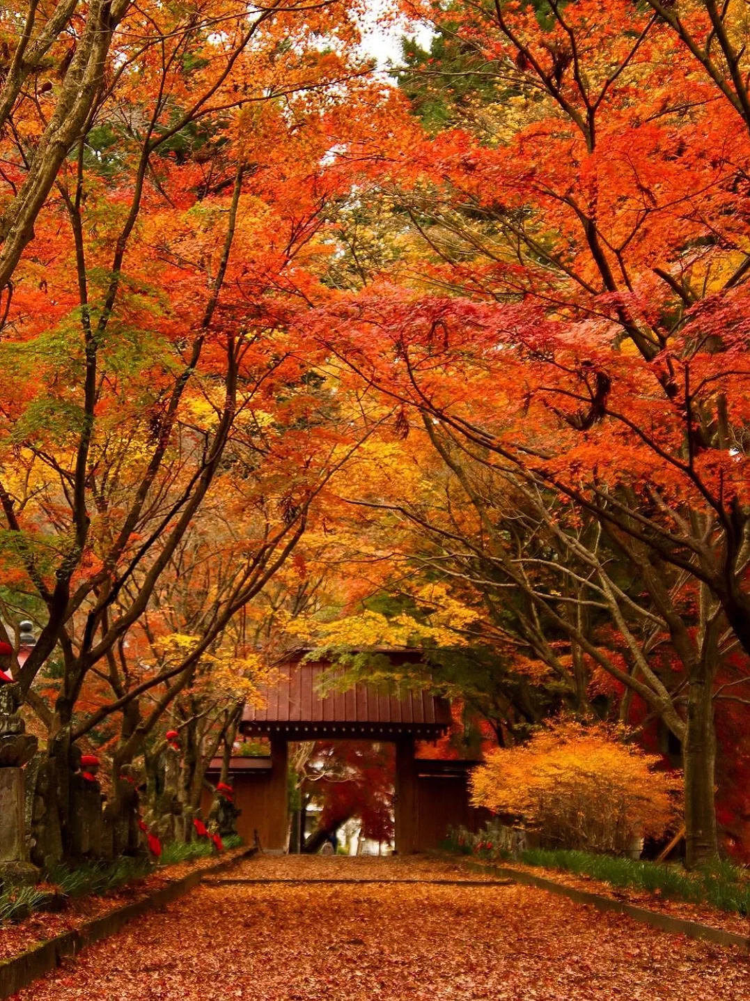 日本旅行🍁枥木县金藏院 绝美小众赏枫地