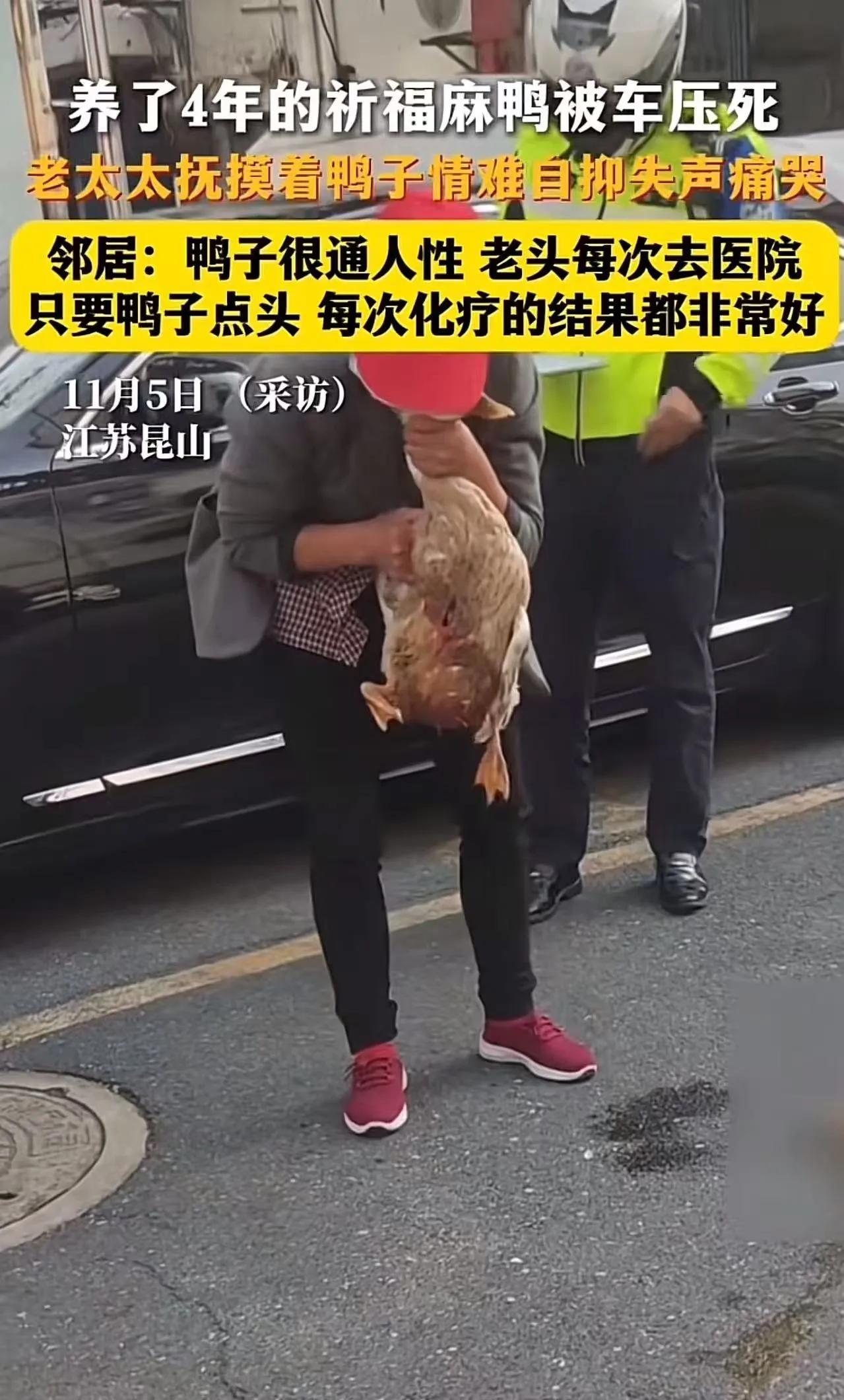 江苏昆山，养了4年的祈福麻鸭被车压死，老太太抚摸着鸭子情难自抑失声痛哭！邻居：鸭