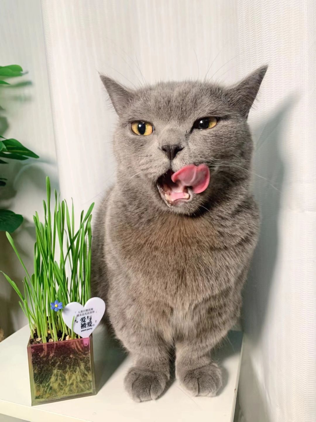 冬季猫咪干饭日常～给喵星人种点猫草