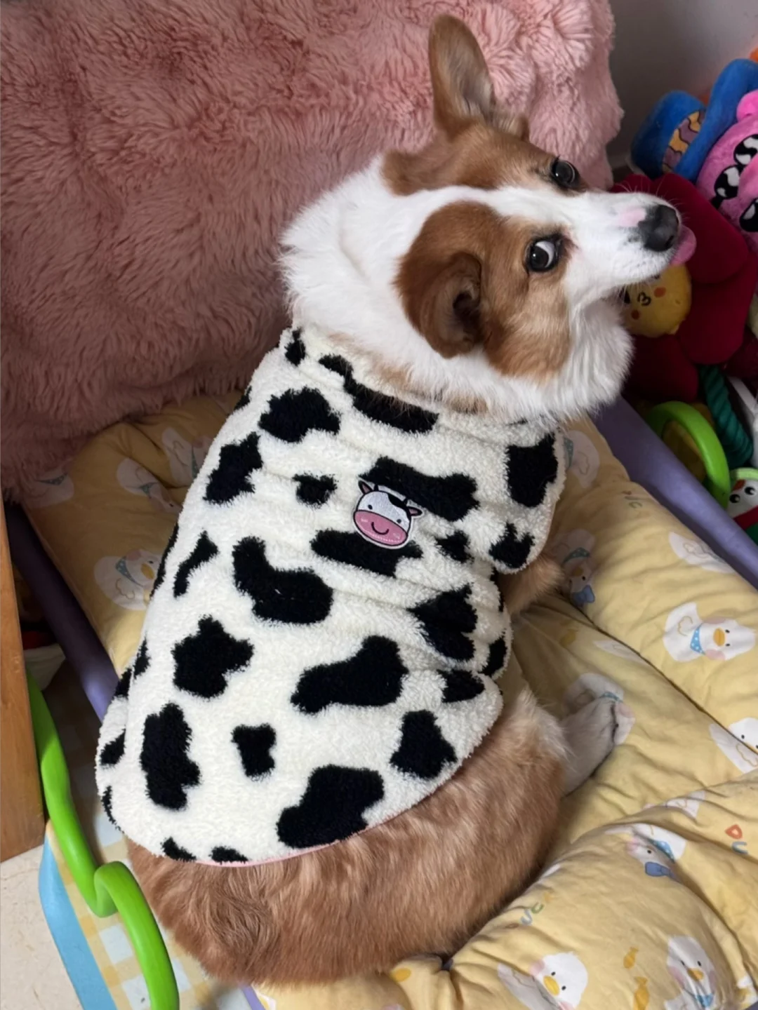 姨姨你好，我是超可爱奶狗小猪🐷