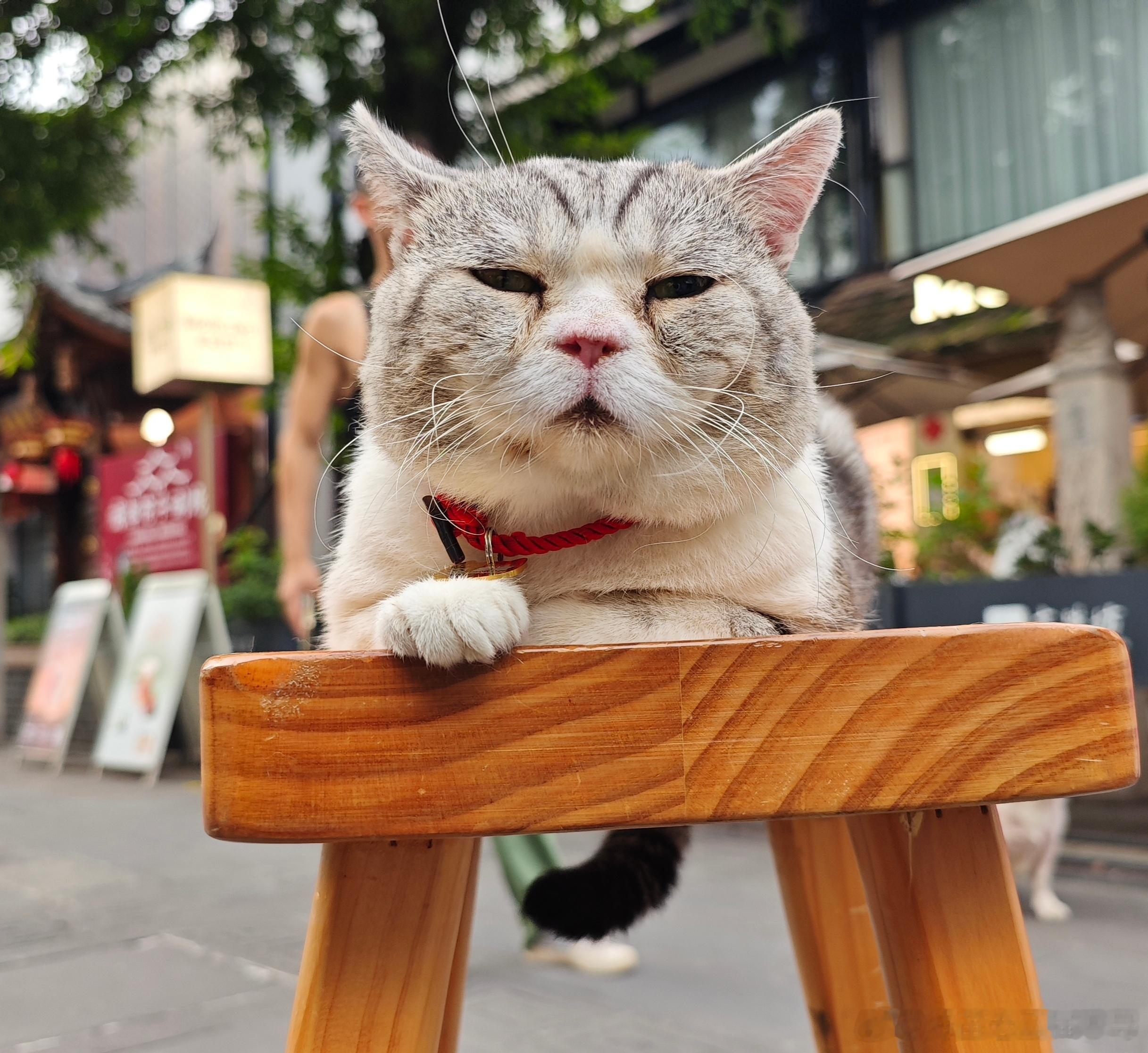 摄影[超话] 听人们说，立秋后有24个秋老虎，说它太凶了。猫说，我没见过，但还是