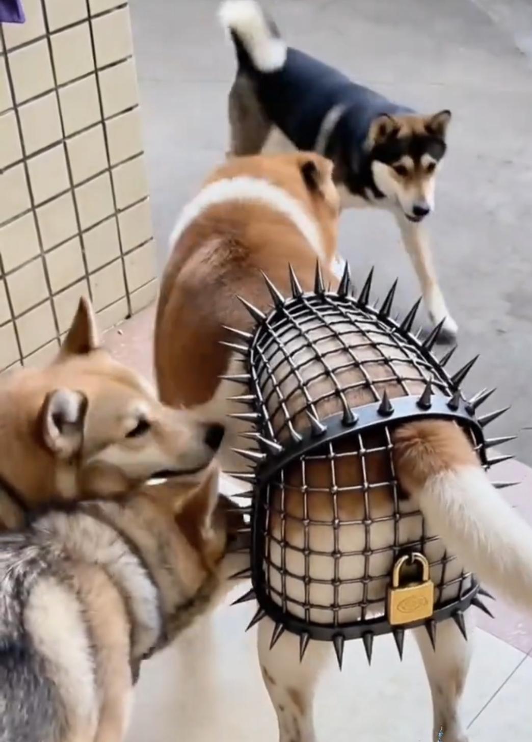 这狗不知怎么得罪主人了，受到这样不公平的谑待。难道是主人是怕狗狗出轨？还是让狗狗