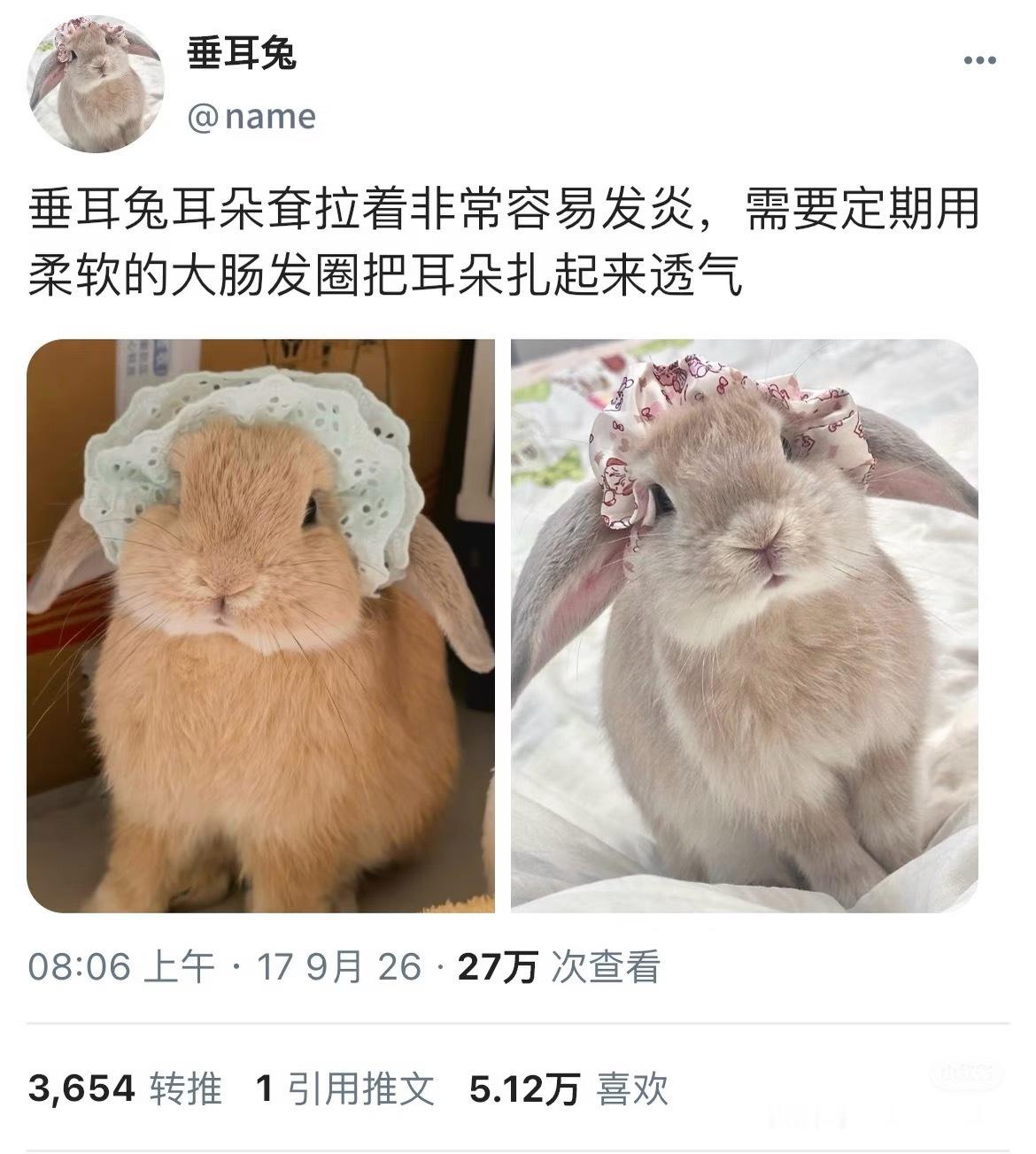 可卡布耳朵也容易发炎的吧 ​​​