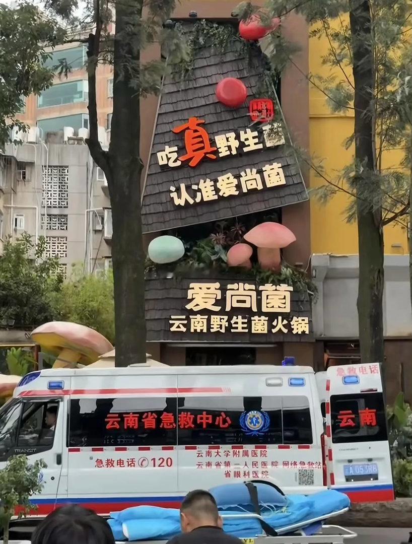 云南野生菌太正宗了 昆明