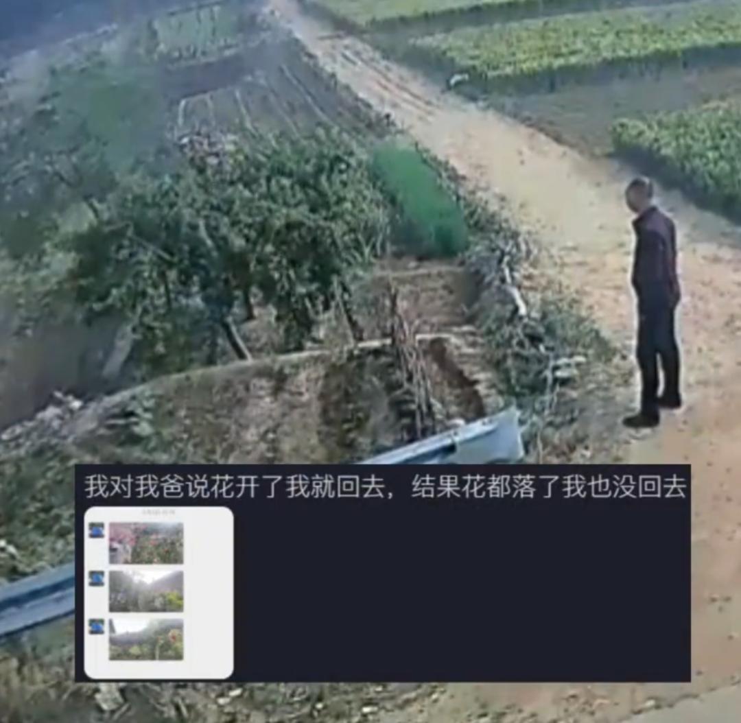 父亲思念在外工作的女儿，不吃不喝，却每天都围着家中的杏树打转转。
前不久，一位山