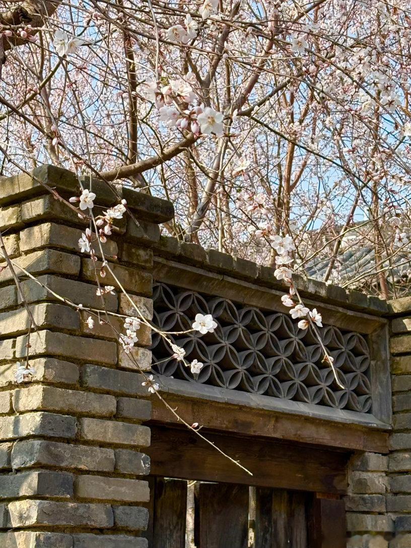 三里河桃花盛开 摄影