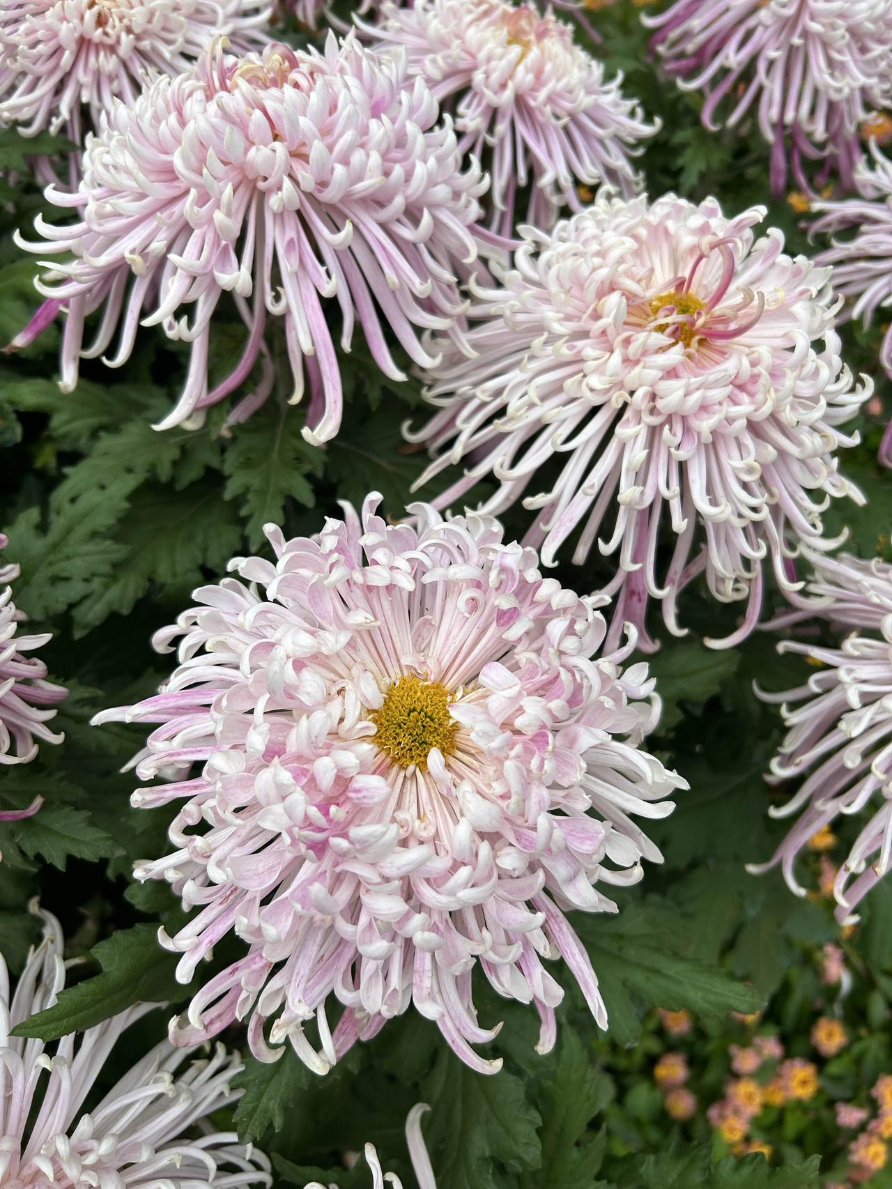 家人们谁懂啊，最近参加晒图笔记大赛，我必须得晒一晒我拍到的菊花。
那天去公园，一