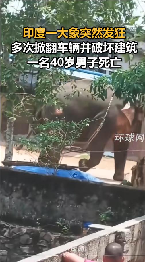 5月1日印度喀拉拉邦突发惨案！一头运来参加寺庙节日的圈养大象突然挣脱锁链发狂，当