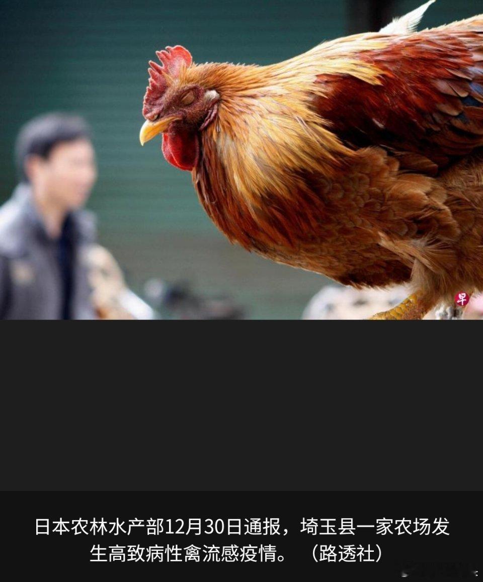 日本首都圈发生高致病性禽流感疫情继日本吃不起大米之后，难道日本又要吃不起鸡了？日