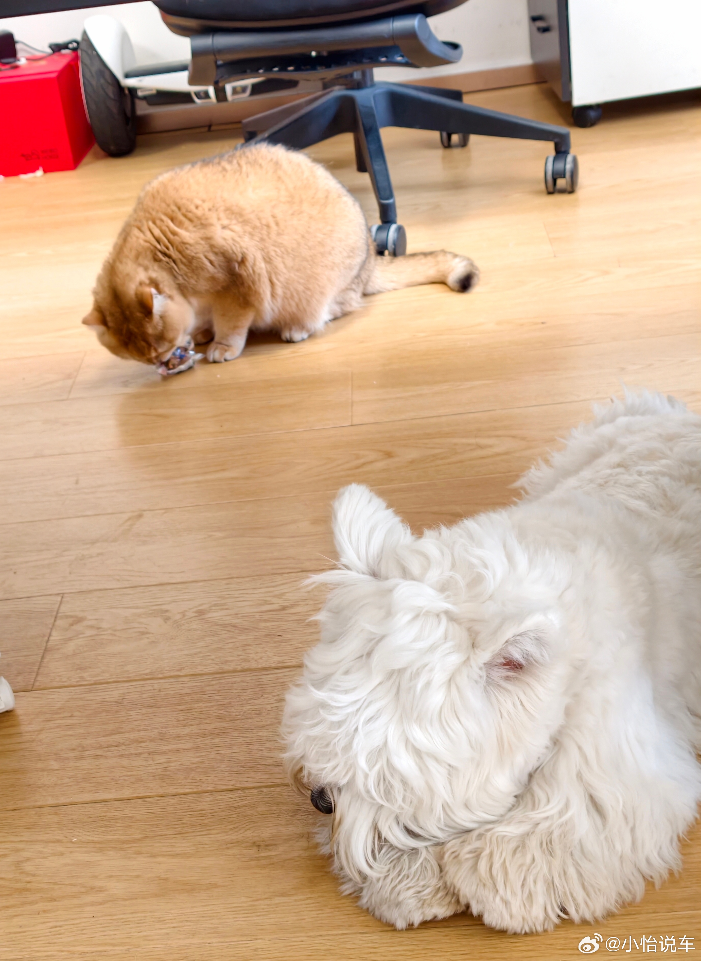 最近带小狗出去遛，发现它拉完臭臭，会刨两下地，这个姿势有点像小猫刨猫砂，这是正常