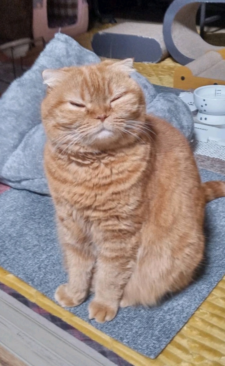 胖丸 