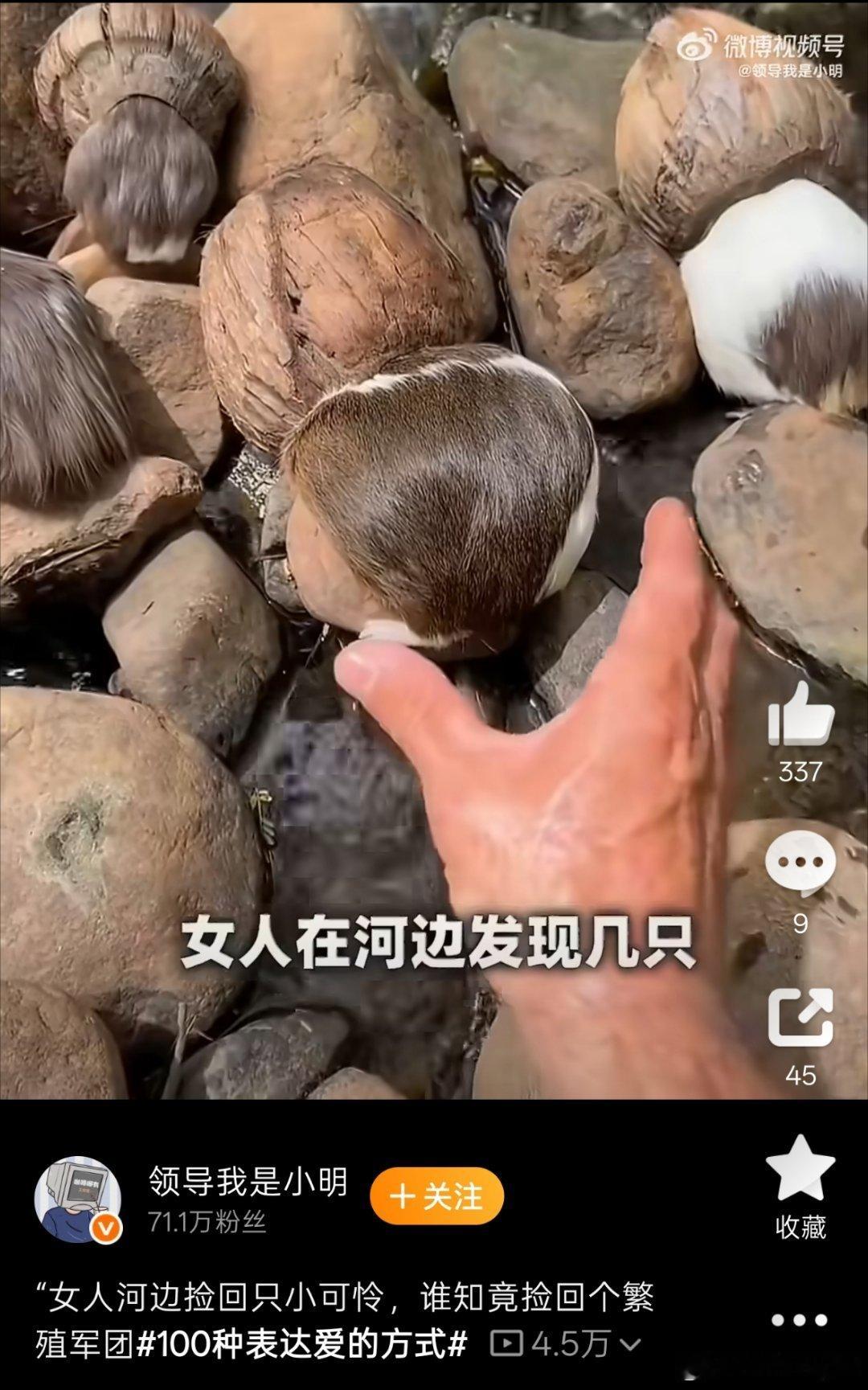 虐待动物摆拍 sm