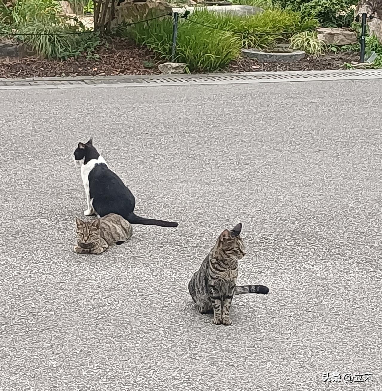 在公园里看到三只小花猫在一起，中间的那只特别老实，几乎都不动，给它们拍照，喊它们