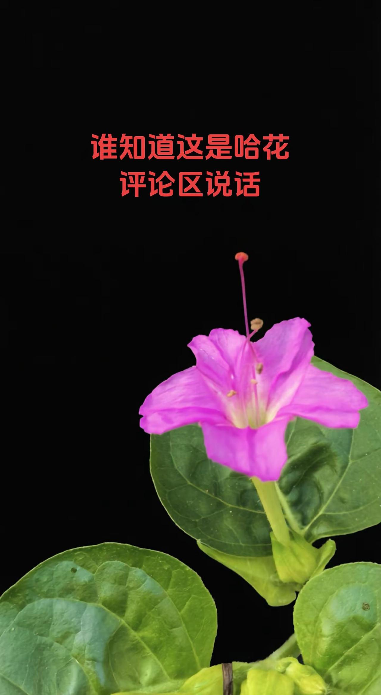 你喜欢拍花吗