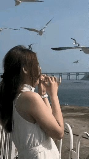 嘴叼面包喂海鸥,结果嘴被叼了