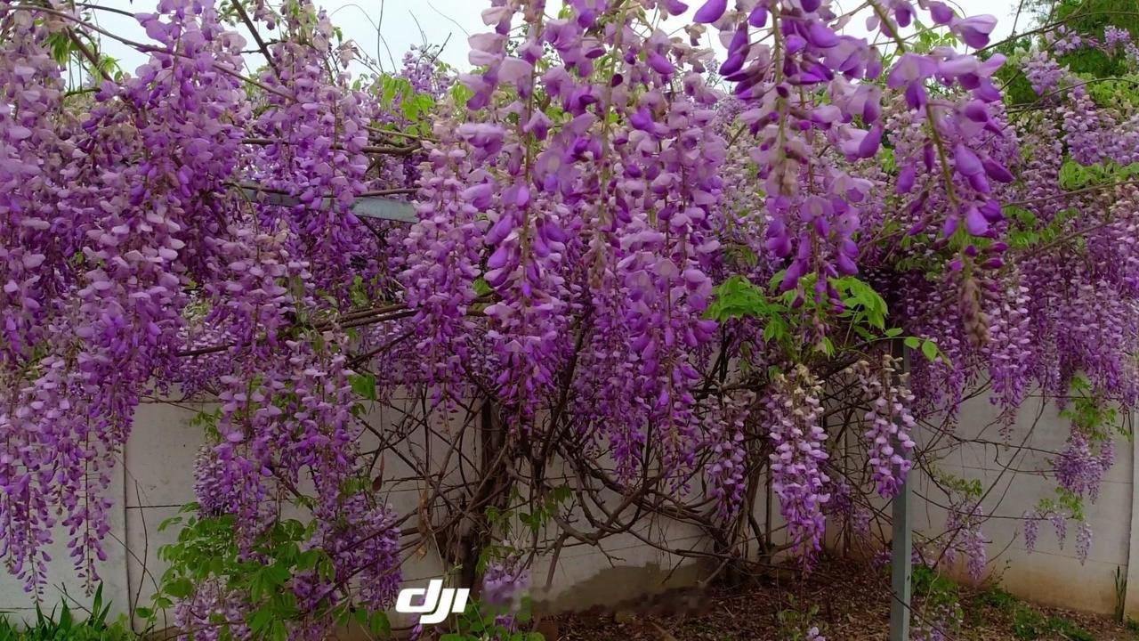 💜种了十年的紫藤花终于开了，一串串淡紫色垂下来，像给小院系了条梦幻丝带。风一吹